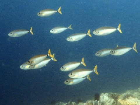 School of fish