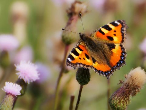 orange and black butterfly landed on thistle surrounded by other purple and green thistles