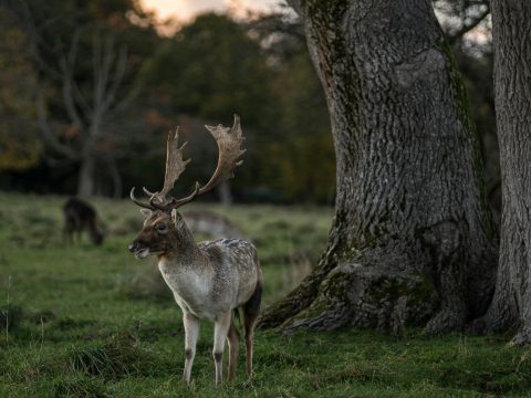 stag with tall antlers in the foreground - tree trunk, trees, grass and other deer in the background