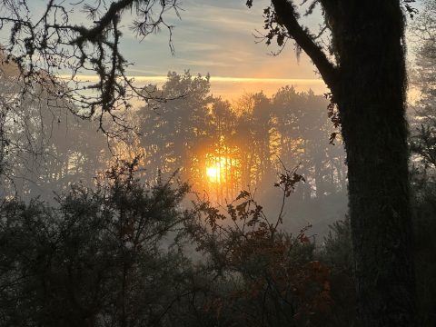 Artistic photo of sun shining through a forest